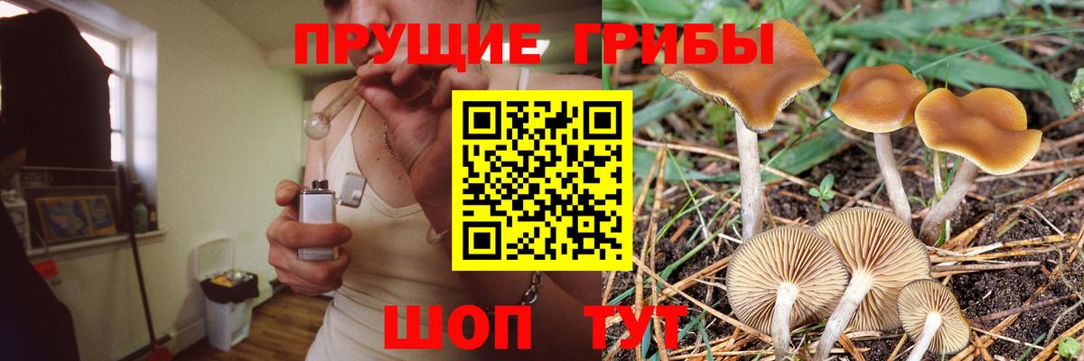 Псилоцибиновые грибы GOLDEN TEACHER Киров
